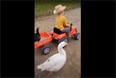 Adorable Little Tractor Driver Melts Hearts: Spreading Joy and Love on the Farm