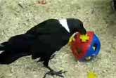 African Raven Works A Puzzle