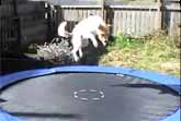 Animals Jumping on Trampolines