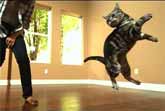 Awesome Cats In Slow Motion