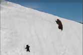 Baby Bear Barely Climbs Up Steep Mountain