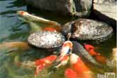 Baby Duck Feeds Koi