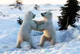 Baby Polar Bears Playing in the Snow