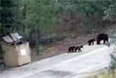 Bear Cub Rescue