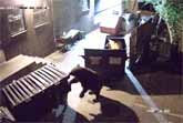 Bear Steals Dumpster from Colorado Springs Restaurant