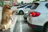 Best Parking Sensor Ever (Funny Video)