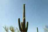 Bobcat On Cactus