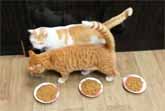 Bossy Cat Keeps Blocking Chubby Cat From Food Bowls