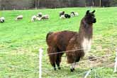 Bouncing Llama Herds Sheep