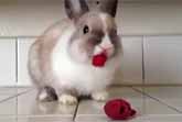 Bunny Eating Raspberries