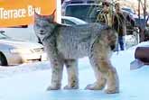 Canadian Woman Follows Wild Lynx