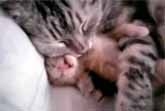 Cat Mom Hugs Baby Kitten