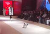 Cat On The Catwalk