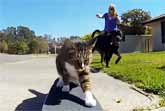 Cat Skateboarding Adventure