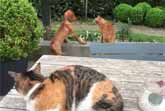 Cat Stands Up For Her Canine Friend