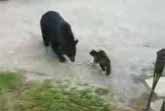 Cat vs Bear