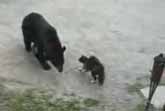 Cat Wins vs Bear