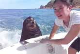 Close Encounter With A Sea Lion