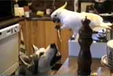 Cockatoo Feeds Dog