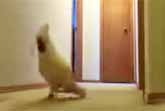 Cockatoo Running Around Yelling Absolute Nonsense