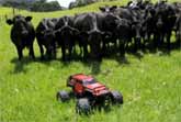 R/C Cattle Herding