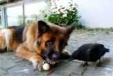 Crow, Dog, Ball