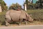 Curious Rhino Startles A Sleeping Dog