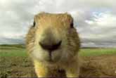 Cute Prairie Dogs