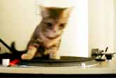 DJ Cat