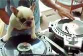 DJ Dog