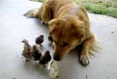 Dog Adopts Baby Chicks