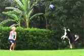 Dog Plays 32 Volleys