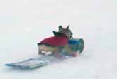 Dog Sledding