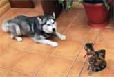 Dogs Annoying Cats With Friendship