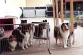 Dogs Patiently Waiting for Dinner Call