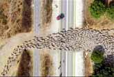 Drone Footage Of Herding Sheep