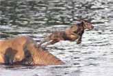 Elephant and Dog - Best Friends Play in Water