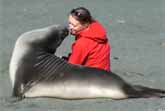 Elephant Seal