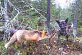 Fox and Dog Are Best Friends