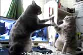 French Cats Playing Patty Cake