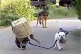 Funny Chimp And His Bulldog Friend