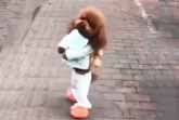 Funny Fashion Dog