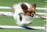 Gabby the Papillon Dog Crushes Agility Course