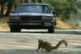 Geico Squirrel