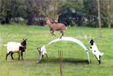 Goats Having Fun Balancing On Flexible Sheet Of Steel