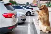 Golden Retriever Parking Assistant