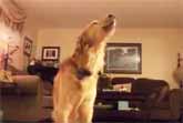 Golden Retriever Sings Along to Andrea Bocelli's 'The Prayer'