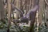 Goshawk Flies Through Tiny Spaces in Slow-Motion