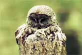 Great Gray Owl And Her Owlets