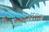 High Diving Giraffes